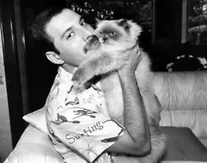 Freddie Mercury Queen Cat 8x10 Celebrity Photo Photograph 928738 - Picture 1 of 1
