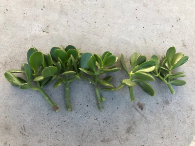 5 plantas de jade frescas cortadas sin raíz listas para plantar Foto 1 de 4