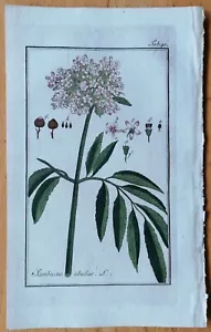 Sambucus ebulus - Medicinal Plants Botanical Prints by Zorn - 1796 - Picture 1 of 1