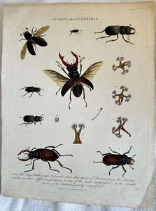 Lucanus And Lucernaria Xylograph Entomology Insect J. Pais 1815 Deer Flying - Picture 1 of 1