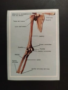 FIGURINA VITA E COLORE ED. MODERNA 1969 n. 319 OTTIMA DA RECUPERO - Imagen 1 de 2