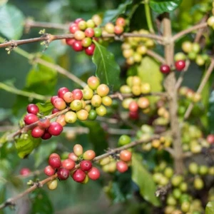 Costa Rica 95' Kaffee - Coffea arabica - Coffee - 5+ Samen - Seeds Gx 119 - Bild 1 von 1