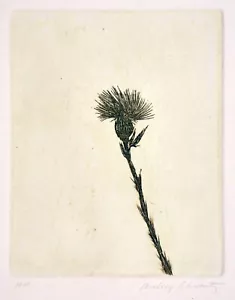 Signed artist's proof of 1966 wild flower etching by Aubrey Schwartz - Picture 1 of 1