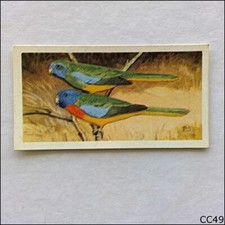 Brooke Bond Tea Card Wildlife In Danger 1963 #39 Splendid Parrakeet (CC49)