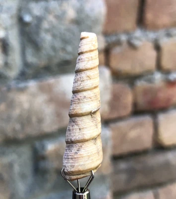 27 Carat Fossil Gastropod Turritella subgrundifera Shell - Image 1 of 4