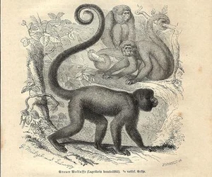 Stampa antica SCIMMIE LANOSE Lagothrix humboldtii monkey 1891 Old antique print - Picture 1 of 1