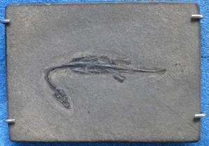 Tierfossil Keichusaurus 200-250 Million Jahren alt in Schiefer aus Nachlass - Bild 1 von 6