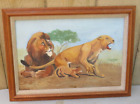 Framed Vintage Painting Of Lion Family Pride Signed Stephanie