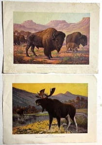 ANIMALS ~ Lot of Vintage Artists Outdoor Life Nature Series Prints - Picture 1 of 4