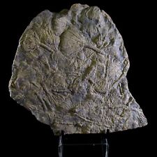 Large Crinoid Sea Lilly Triassic Period - Museum Quality
