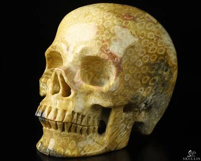 Calavera de cristal tallada a mano fósil de coral de 4,3", súper realista, cristal curativo Foto 1 de 4