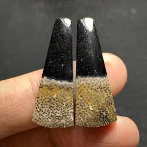 Petrified Palm Wood Pair Cabochon 30x11x4mm High Quality 10 ct (each) - Picture 1 of 5