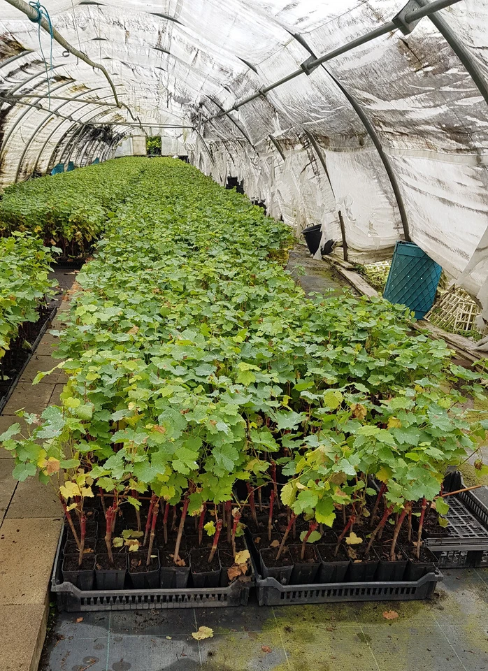 MONJARDINEXTRAORDINAIRE Vitis vinifera 'Sauvignon cl 108' greffé sur Riparia Gloire / Cépage Blanc / ...