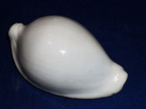 OVULA OVUM FANTASTIC - Picture 1 of 2