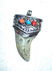 Real Fossil Shark Tooth Pendant with Sterling Silver - Picture 1 of 4