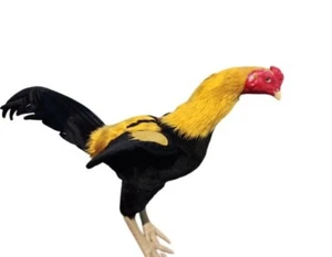 1 C1 Rooster Silicone Doll Figurine Exercise Fighter Collectibles Thai Handcraft - Picture 1 of 6