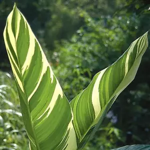 Cannas Lily Stuttgart x1 Rhizomes Green Cream White Variegated 2m Tall Apricot - Picture 1 of 2