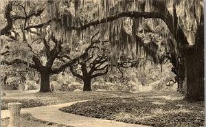 Vintage Postcard Murrells Inlet SC  Brookgreen Gardens  Live Oak Walk ~ Trees - Picture 1 of 3