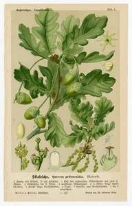 Antique German Nature QUERCUS PEDUNCULATA Illustrated Book Page, English Oak, Ac - Picture 1 of 1