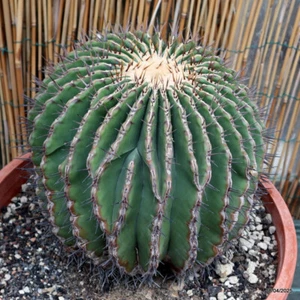 D3830 ECHINOCACTUS PLATYACANTHUS pot37-H25-W27 cm MaMa Cactus - Picture 1 of 4