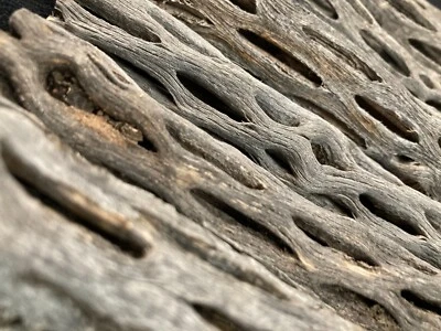 10 pc. CHOLLA WOOD CACTUS 3-5" inch variety-Crafts, Terrarium, Unique, Choya - Image 1 of 3