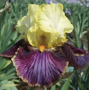 2 Bearded IRIS’S Rhizomes “Payback Time” Reblooming Heirloom - Picture 1 of 1