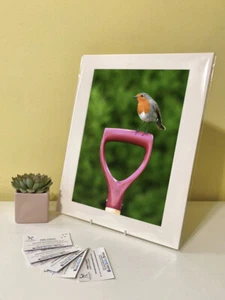 Kunstdruck Bild Bild Foto Fotografie - Rotkehlchen Garten Vogel Natur | Tierwelt - Bild 1 von 4