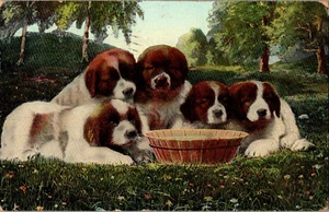 Postal Cachorros San Bernardo Espalda Dividida Matasellos 1909 - Imagen 1 de 2