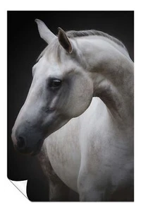 Graceful White Horse Portrait Artistic Poster Wall Art Home Decor - Picture 1 of 4