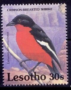 Crimson Breasted Shrike, Birds, Lesotho 1992 MNH