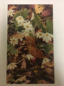 Sanguinaria canadensis Blutwurz Vintage Postkarte - Bild 1 von 2