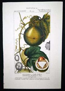 1831, TURPIN Set -2- ORIGINAL GRAVUR FEIN ANTIK AQUARELL FEVILLEA XZA - Bild 1 von 7