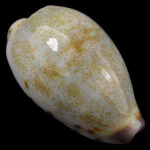 CYPRAEA (Purpuradusta) GRACILIS (Olango Isl., Philippines) 16.6mm #38835 - Picture 1 of 4