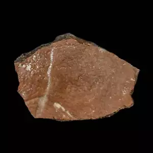 1.8" Fossil Turtle Shell Judith River Formation Montana Dinosaur Cretaceous Age - Picture 1 of 5