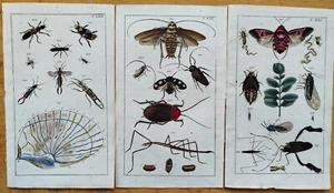 Beetle 3 Prints (C) - Wilhelm Original Colored Print - 1800 - Picture 1 of 1