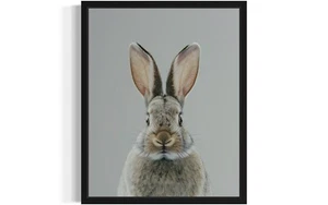 Bunny Animal Wildlife Photo Art Print Poster Wall Art Painting - Picture 1 of 7