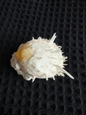 BEAUTIFUL WHITE WHOLE SPONDYLUS DUCALIS SPINY OYSTER SEASHELL  - Image 1 of 4