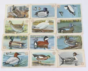 Set of 12 Old - DUCKS / BIRDS - Series No. 4 - Arm & Hammer - Trade CARDS A1A - Picture 1 of 5