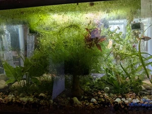 Tx Grown 4oz Cup Java Moss Easy Beginner Aquarium Plant Low Light Requirements - Picture 1 of 2