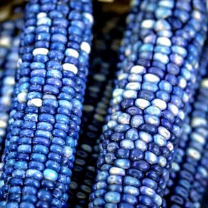 Corn Seeds Blue Hopi Indian Heirloom Sweet Organic Garden Flour Tortillas 1/2 LB - Picture 1 of 9
