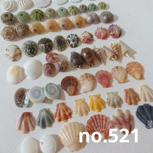 Natürliche Seeigel Muschel und Mini Muschel Set Kunsthandwerk aus Japan 24299 - Bild 1 von 8