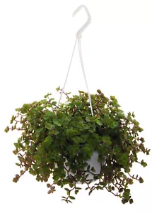 XL - Golliwoog (Callisia repens) als Ampel zum aufhängen - Afbeelding 1 van 1