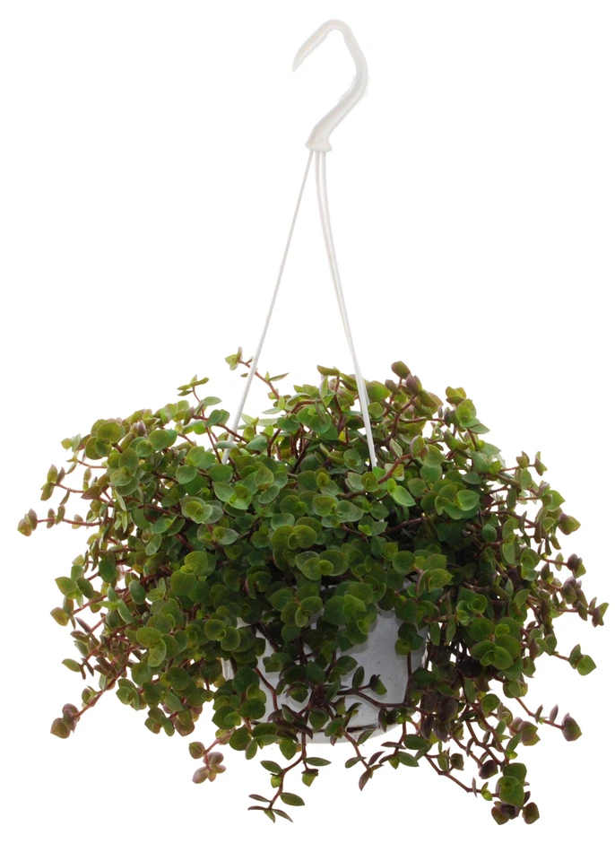 XL - Golliwoog (Callisia repens) als Ampel zum aufhängen - Bild 1 von 1