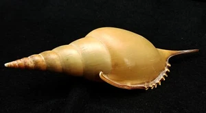 FS Rostellariella (Tibia) martinii 142mm - Imagen 1 de 5