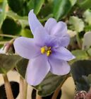 African Violet * Allegro Chickory Charm