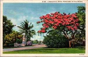 Eine schöne königliche Polnaciana in voller Blüte 29. Februar 1936 Leinen Postkarte - Bild 1 von 4