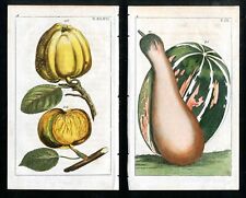 1799 Gottlieb Tobias Wilhelm Original Antique Botanical Apples. Squash 2 Prints