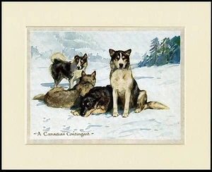 SIBERIAN HUSKY SLEDGE DOG GROUP LOVELY PRINT MOUNTED READY TO FRAME - Picture 1 of 1