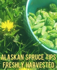 Fresh Alaskan Spruce Tips Buds For Brewing, Tea, Jelly, Syrup, Vinegar Vitamin C - Picture 1 of 3
