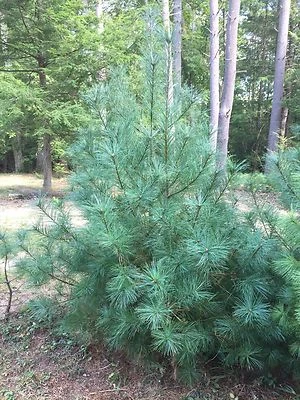 24"-30" Eastern White Pine Tree Seedlings/Transplants; Lot of 3 ea; Bare Root - Image 1 of 3